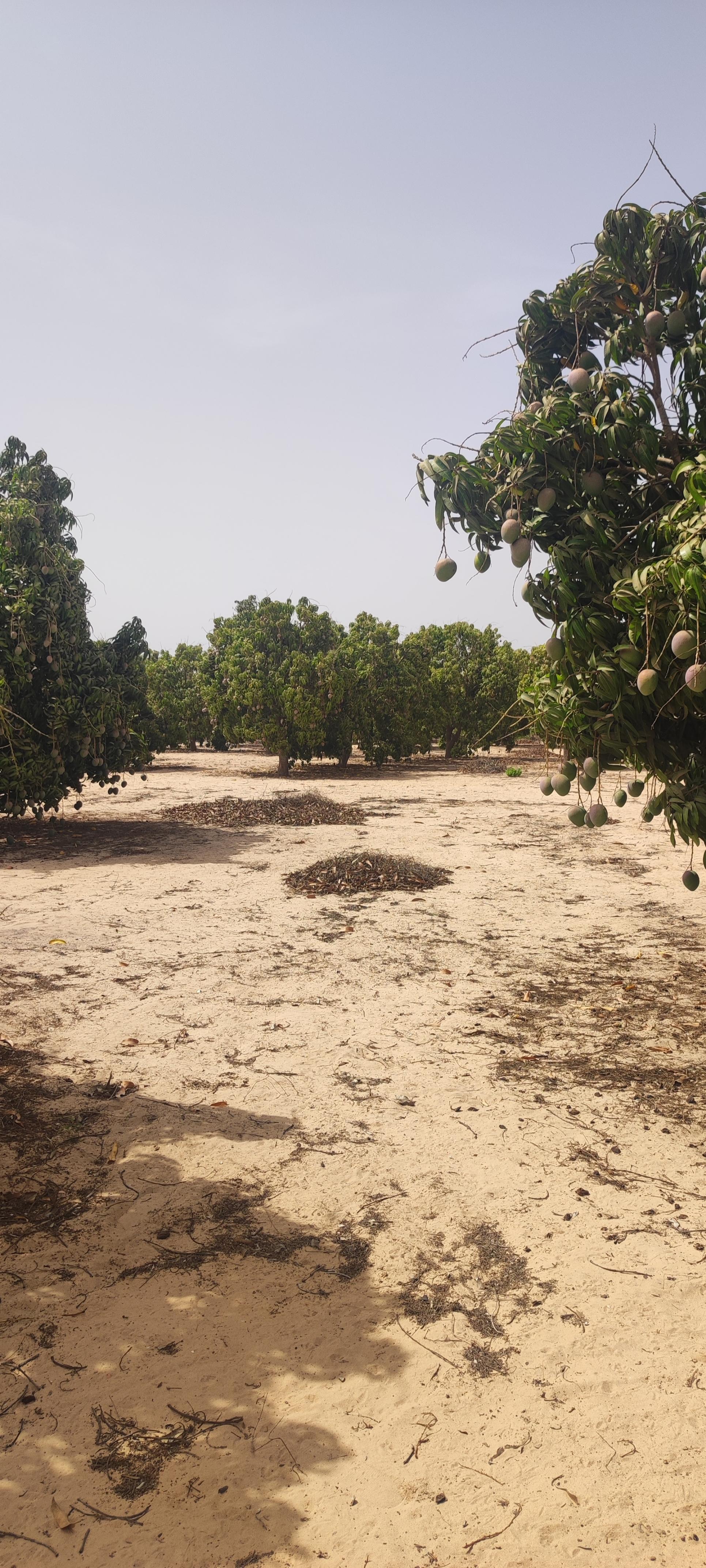 WestAgroGate export fruits Afrique