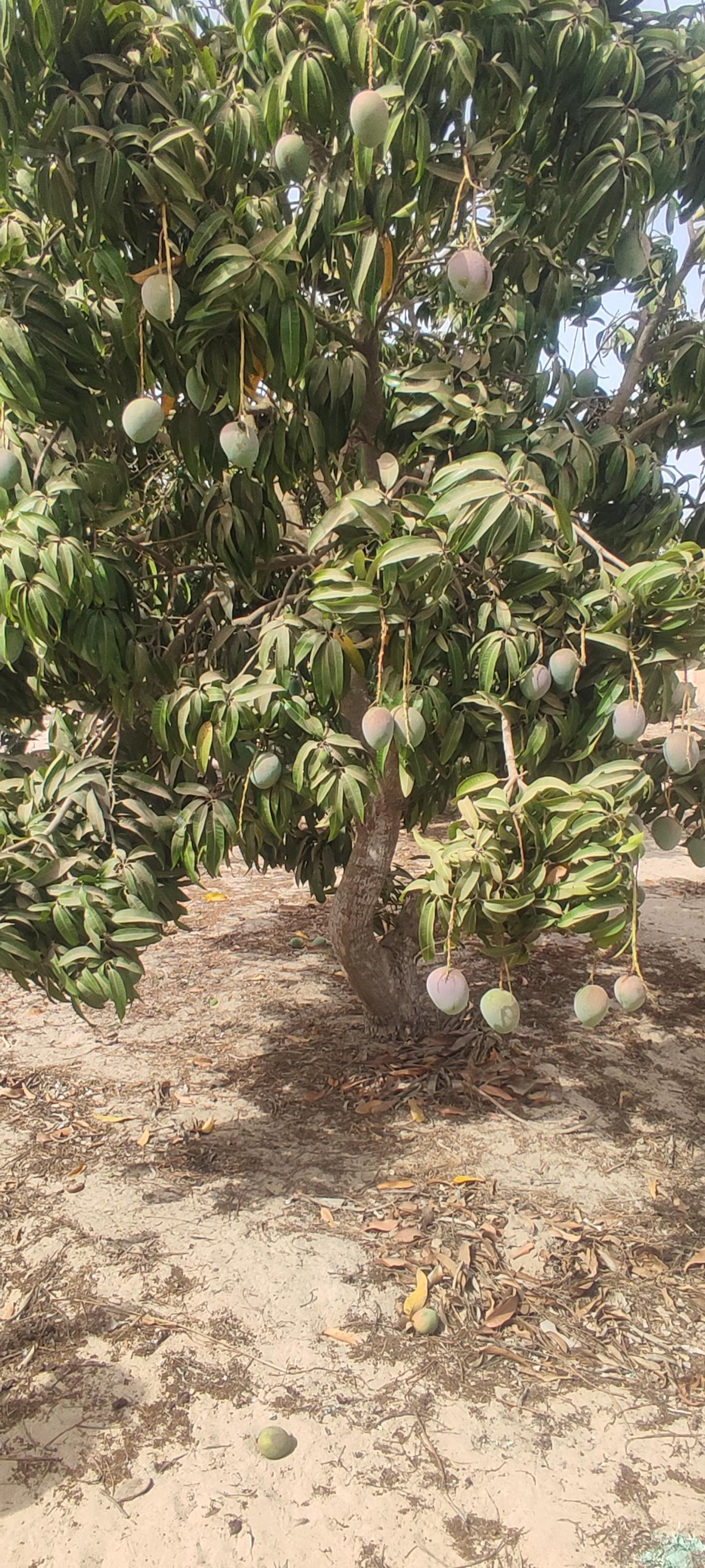 WestAgroGate export fruits Afrique
