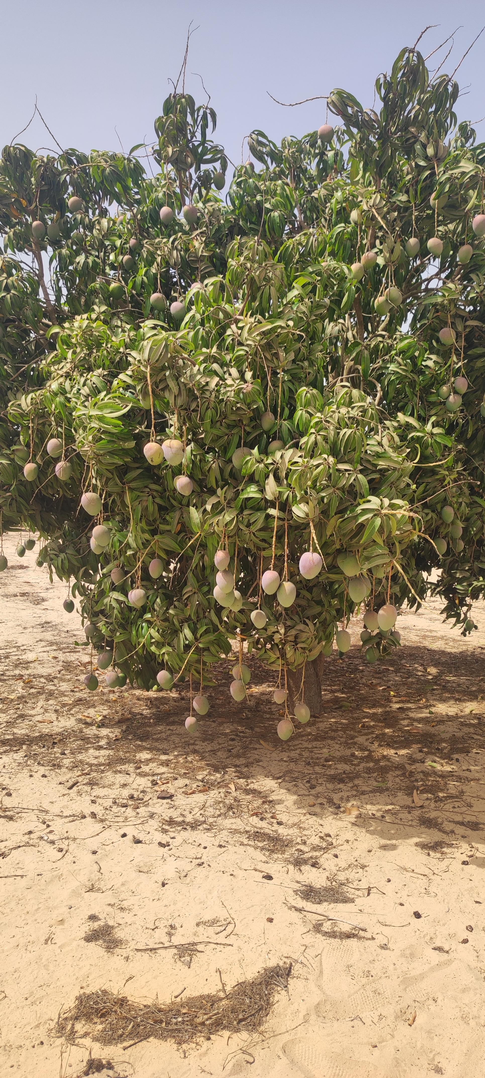 WestAgroGate export fruits Afrique