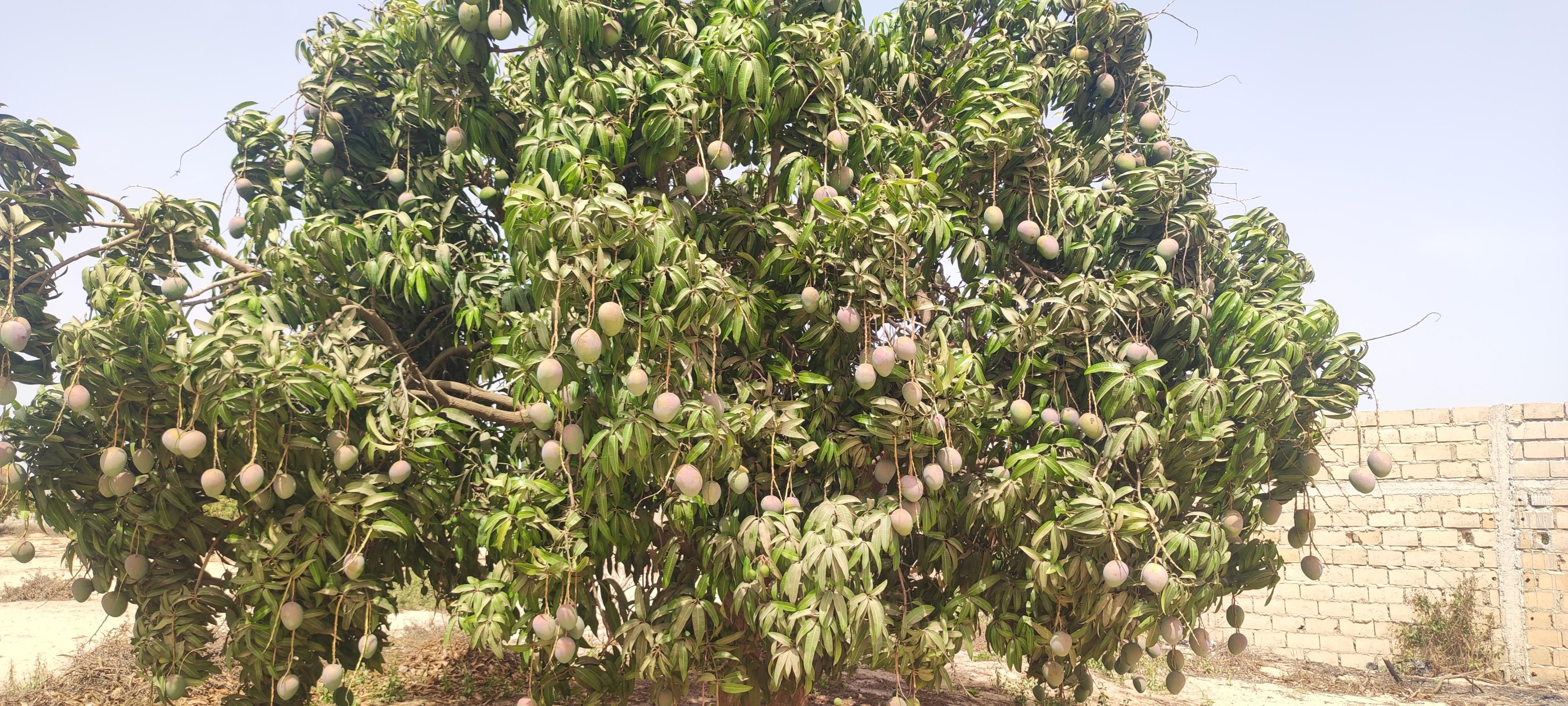 WestAgroGate export fruits Afrique