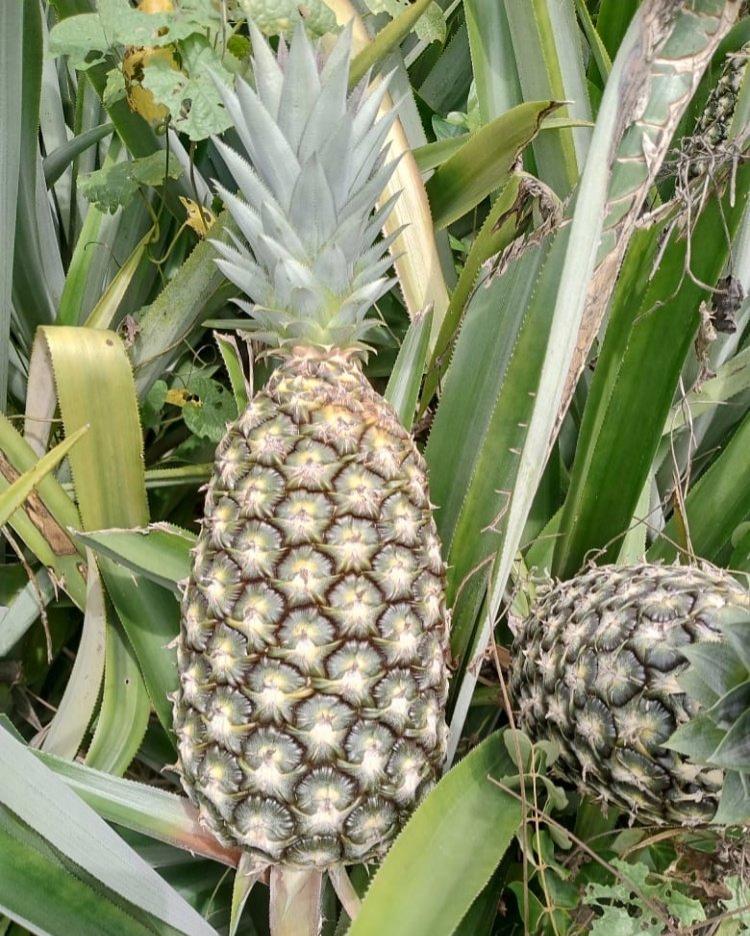 Ananas premium export