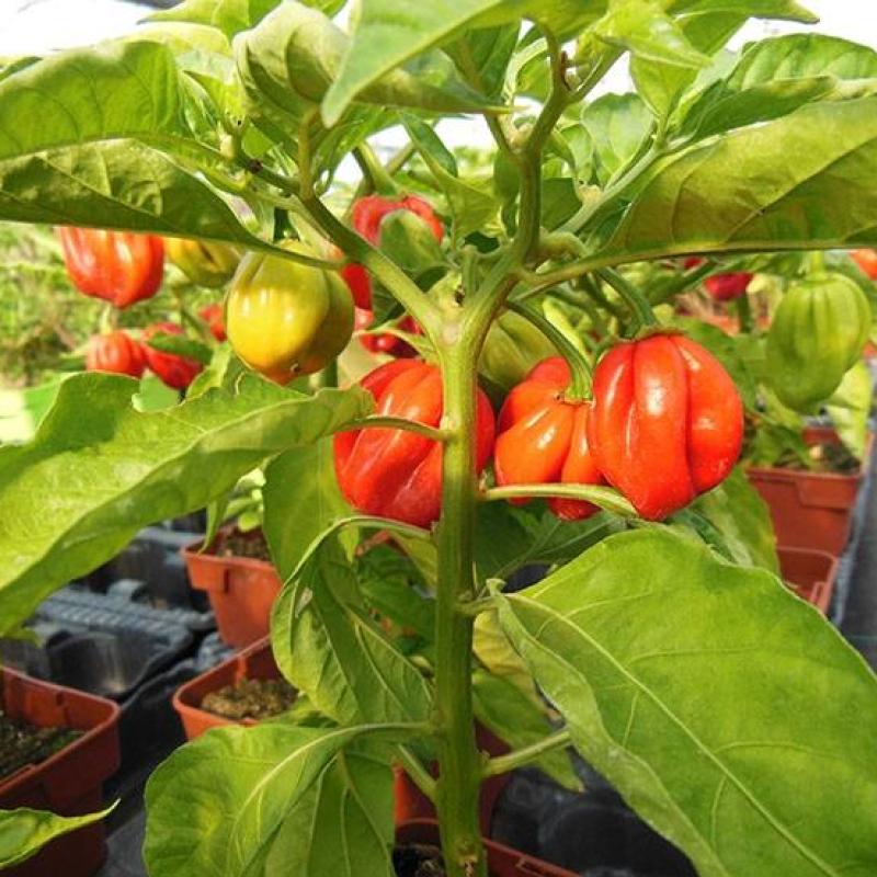 Piments habanero export