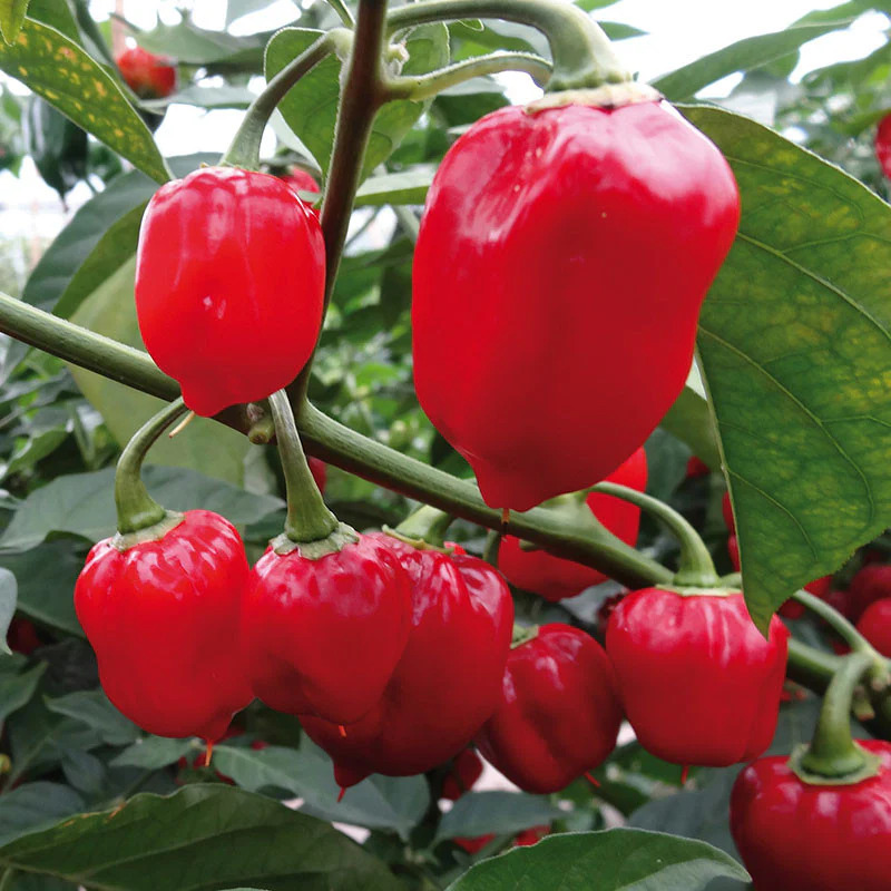 Piments Habanero export